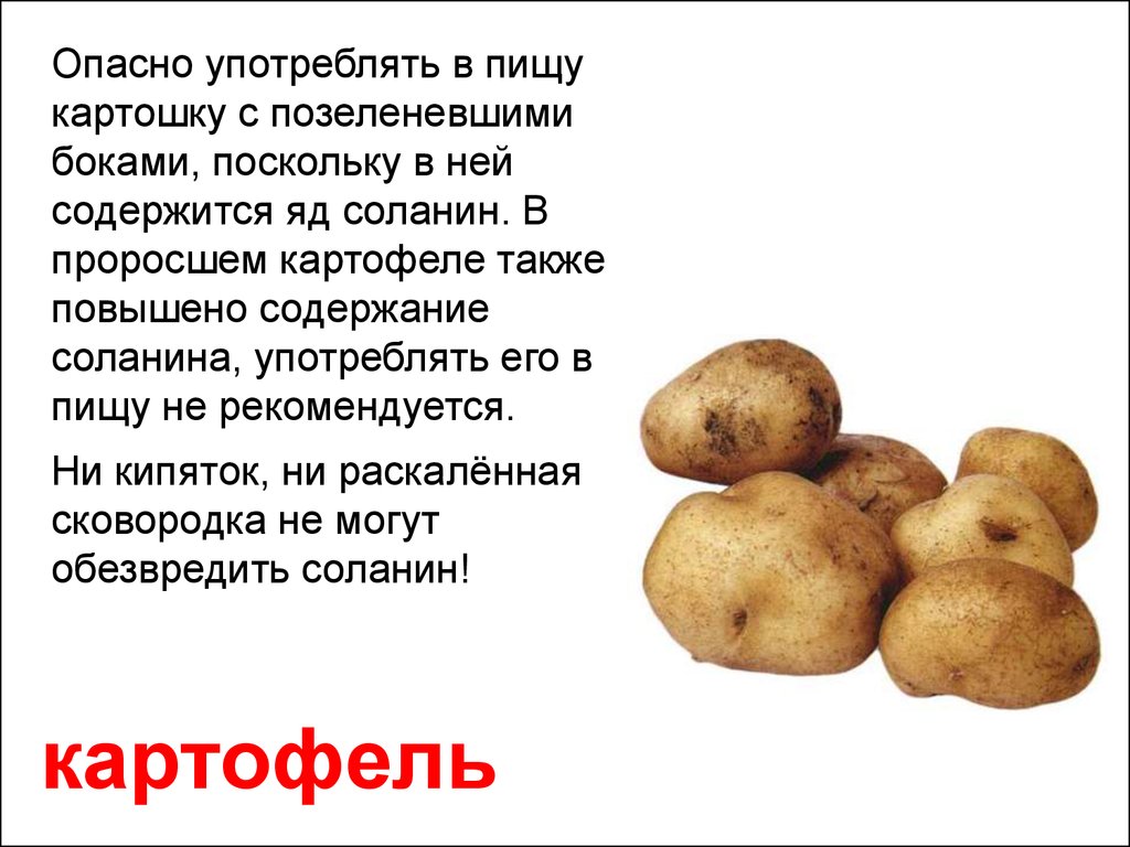 Можно ли есть картошку если она проросла. Соланин в картофеле. Картофель яд. Ядовитое вещество в картофеле. В клубнях картофеля содержится.