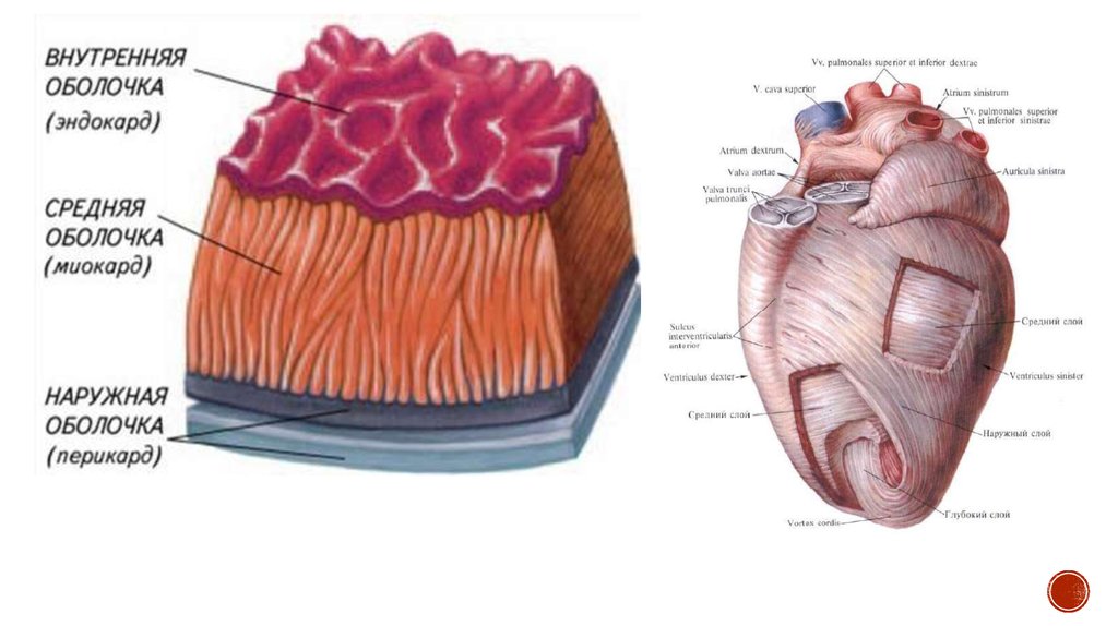 Срез стенки сердца рисунок