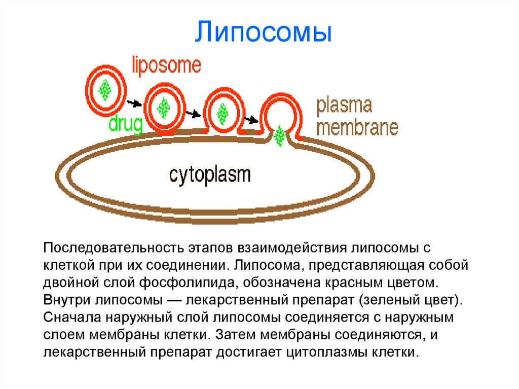 Липосомы. Катионные липосомы. Строение и функции липосом. Искусственные мембраны липосомы.