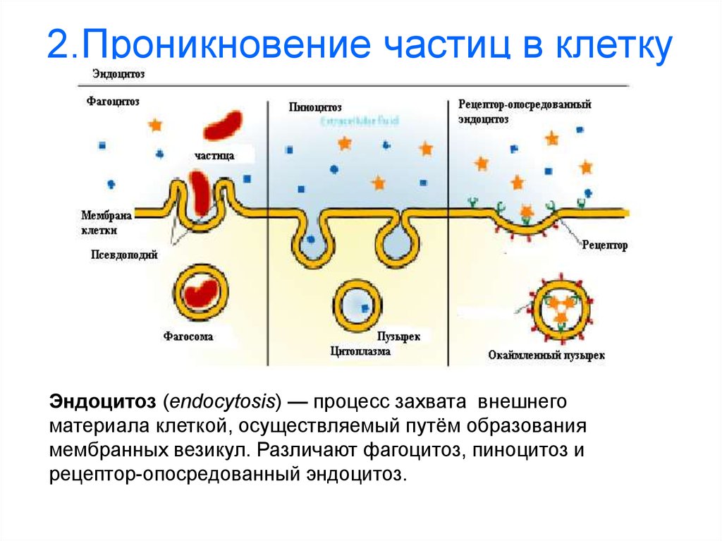 Захват мембраной клетки твердых частиц. Эндоцитоз фагоцитоз пиноцитоз. Проникновение крупных твердых частиц через мембрану клетки. Эндоцитоз клетки. Процесс фагоцитоза и пиноцитоза.