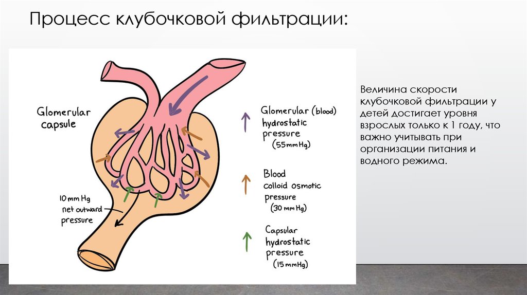 Клубочковая фильтрация это. Процесс клубочковой фильтрации. Клубочковая фильтрация схема. Величина клубочковой фильтрации. Клубочковая фильтрация характеристика.