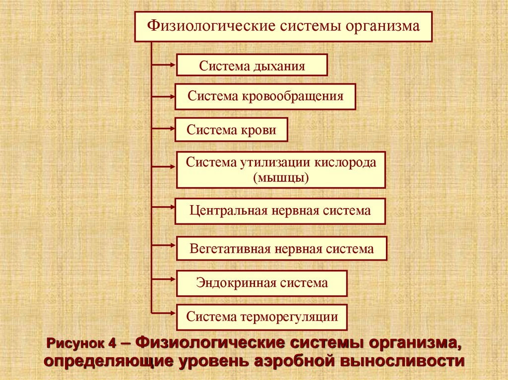 Назовите систему организма