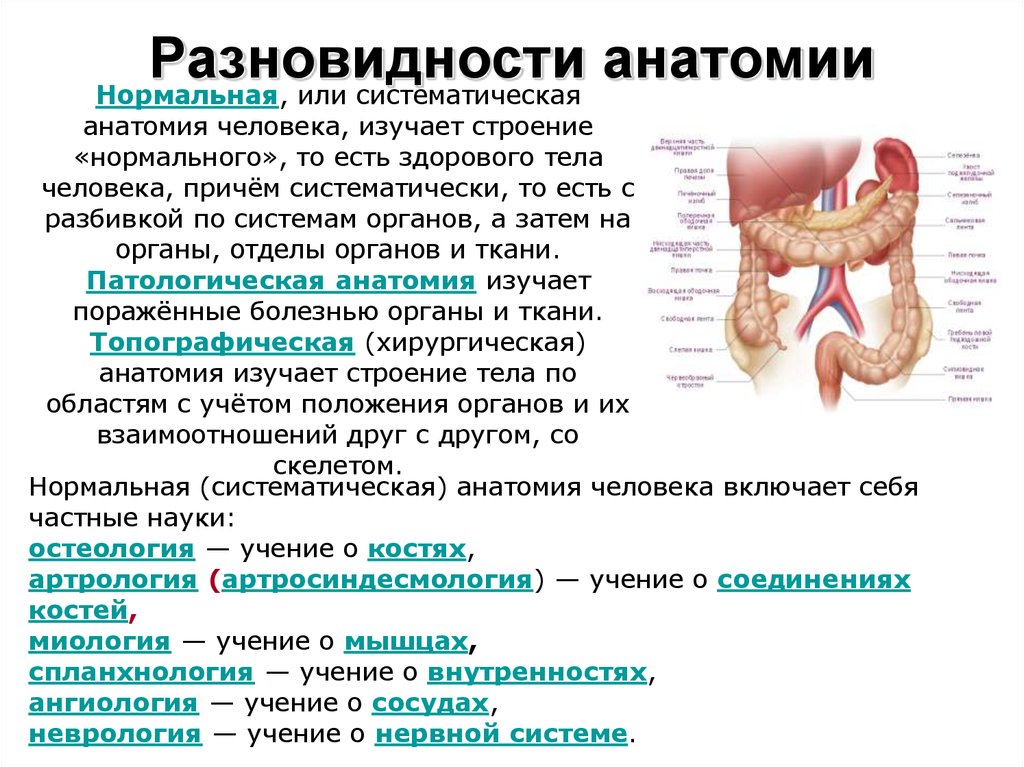 План изучения анатомии человека