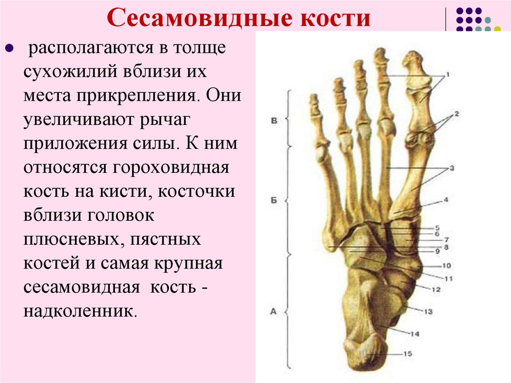 Кости является. Кости стопы сесамовидные кости. Сесамовидные кости стопы анатомия. Стопа анатомия кости сесамовидные кости. Сесамовидная кость надколенника.