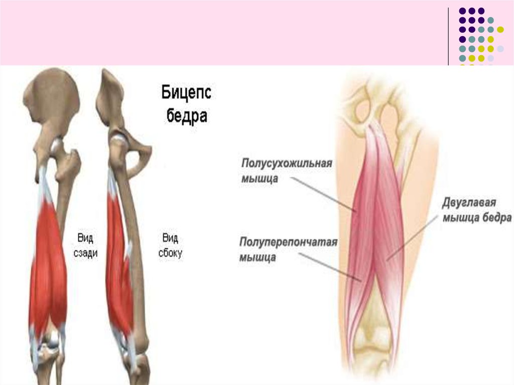 Двуглавая мышца бедра выполняет функцию