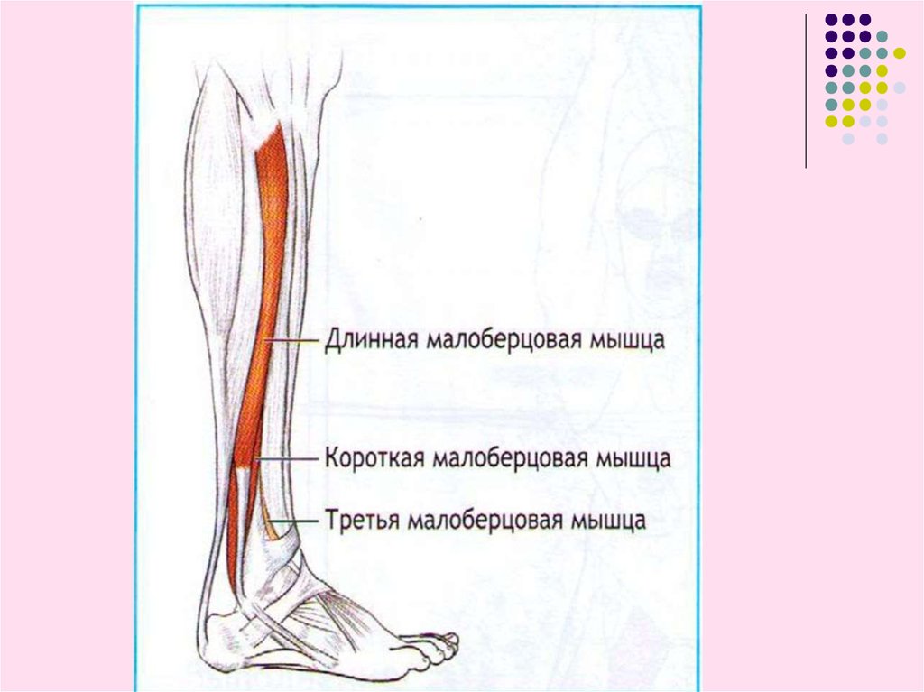 Короткая малоберцовая мышца. Короткая малоберцовая мышца функции. Длинная малоберцовая мышца функции. Напряжение длинной малоберцовой мышцы. Миология Дьяченко.