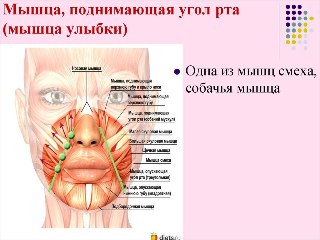 Губы мышцы рта. Мышца поднимающая угол рта иннервация. Мышца, поднимающая угол рта m. levator Anguli Oris. Мышца опускающая уголки рта. Мышцы лица.
