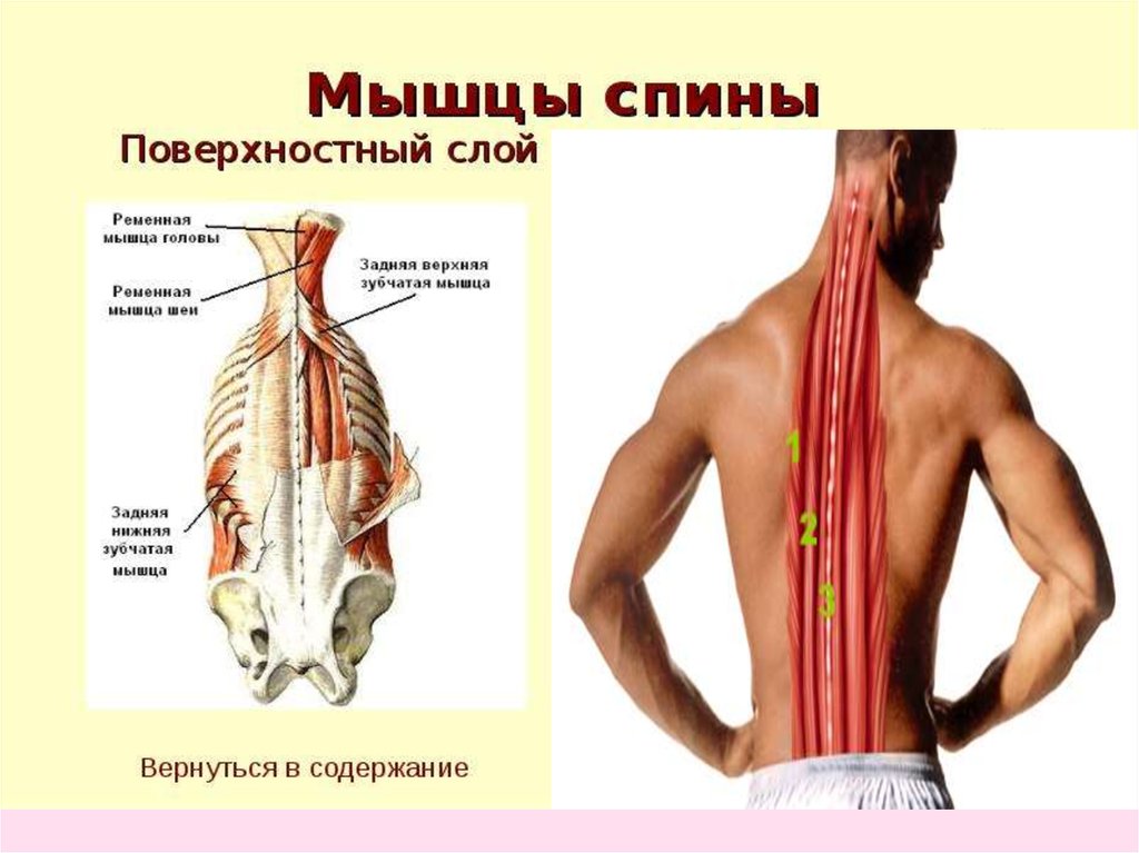 Фото длинные мышцы спины