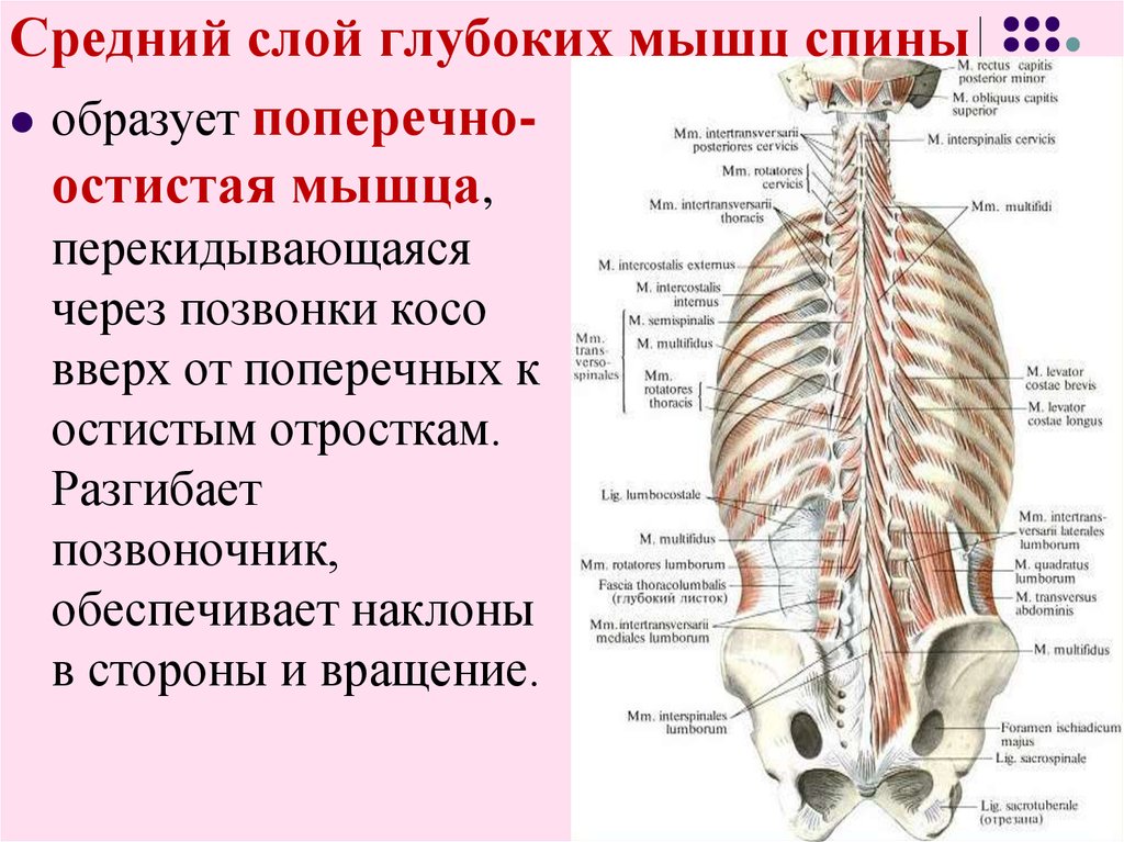 Глубокая поясница. Функция поперечно-остистой мышцы спины:. Мышцы спины глубокий слой анатомия. Глубокие мышцы спины Синельников. Мышцы спины 1 слой.