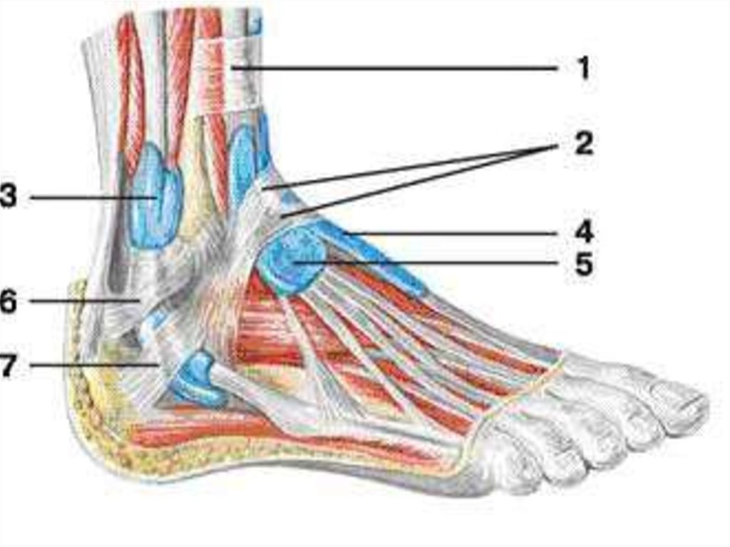 Связки на ноге. Теносиновит сухожилия голеностопного сустава. Удерживатель разгибателей стопы. Тендинит сухожилия длинной малоберцовой мышцы. Синовиальные влагалища сухожилий разгибателей.