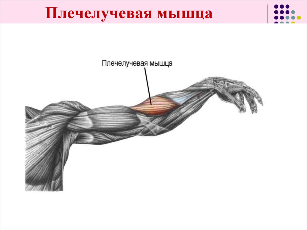 Мышцы от плеча до локтя. Brachioradialis мышца. Плечелучевая мышца предплечья функции. Мышцы предплечья брахиалис. Брахиорадиалис мышца упражнения.