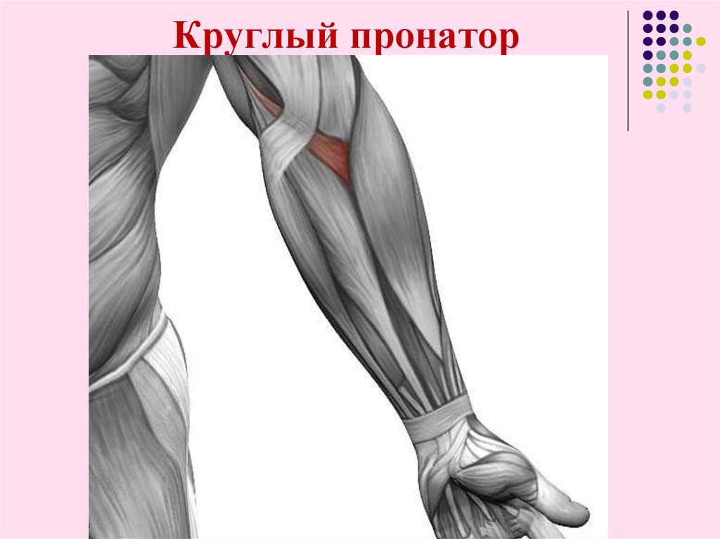 Круглый пронатор мышца предплечья