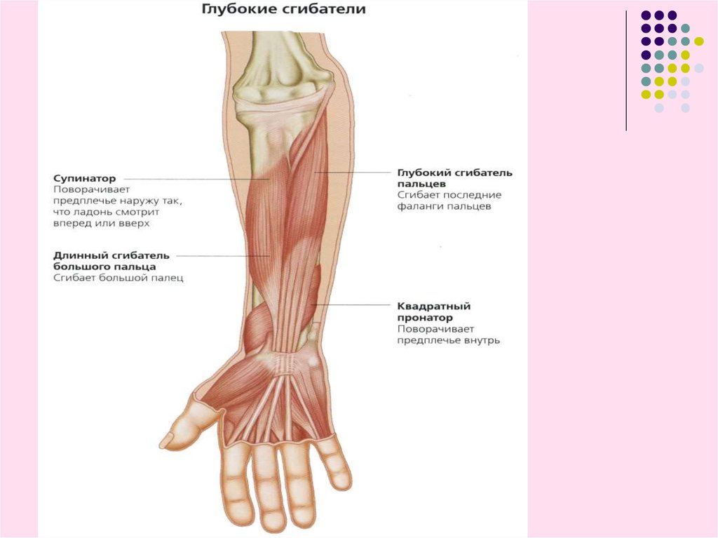 Круглый пронатор мышца предплечья