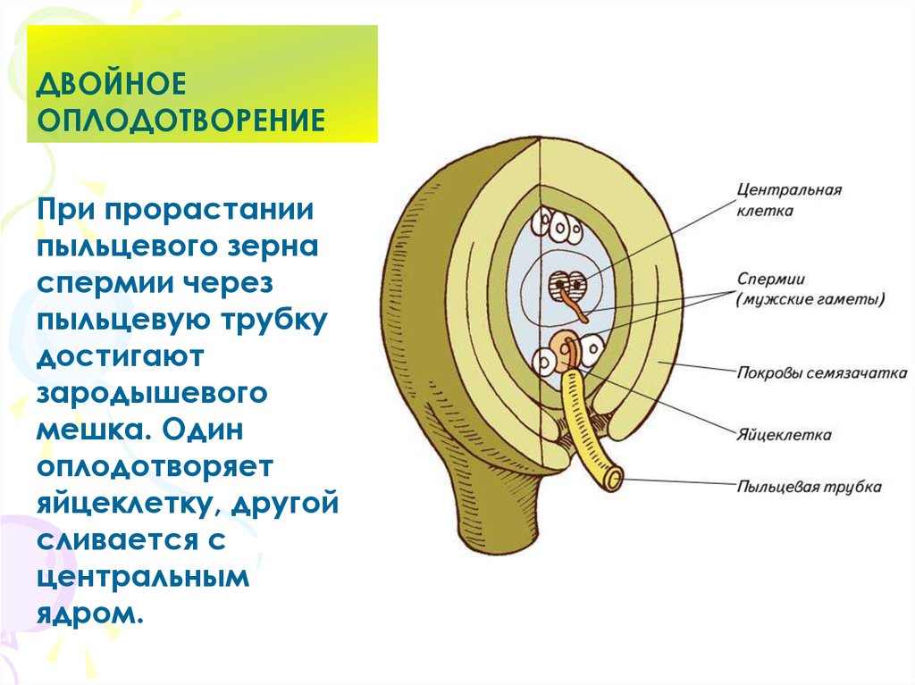 Двойное оплодотворение. Двойное оплодотворение у покрытосеменных. Формирование пыльцевой трубки. Пыльцевая трубка спермии. Триплоидный эндосперм.