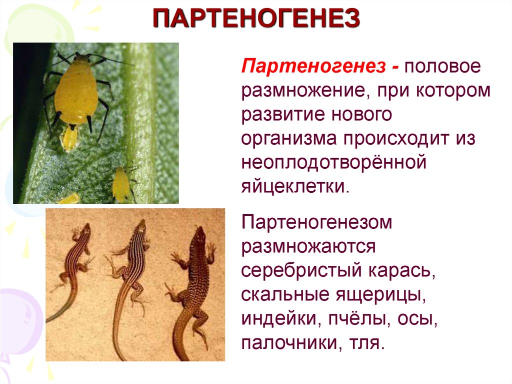 Половое размножение ящериц. Партеногенез. Партеногенез у ящериц. Партеногенетическое размножение. Размножение ящериц.