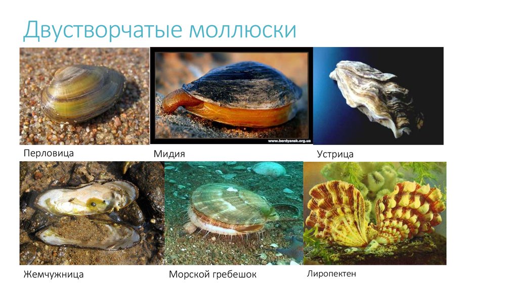 Виды морских моллюсков фото и название