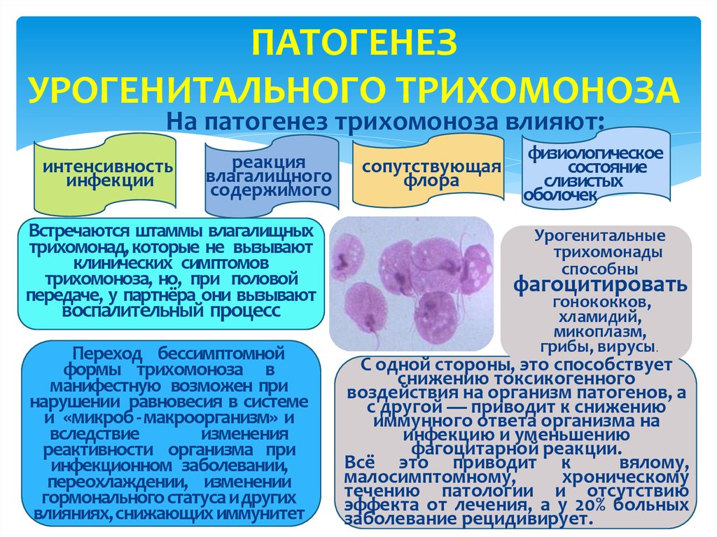 Хламидия в организме. Трихомонада патогенез. Трихомониаз этиология патогенез. Трихомоноз воздействие на организм. Урогенитальный трихомониаз этиология.