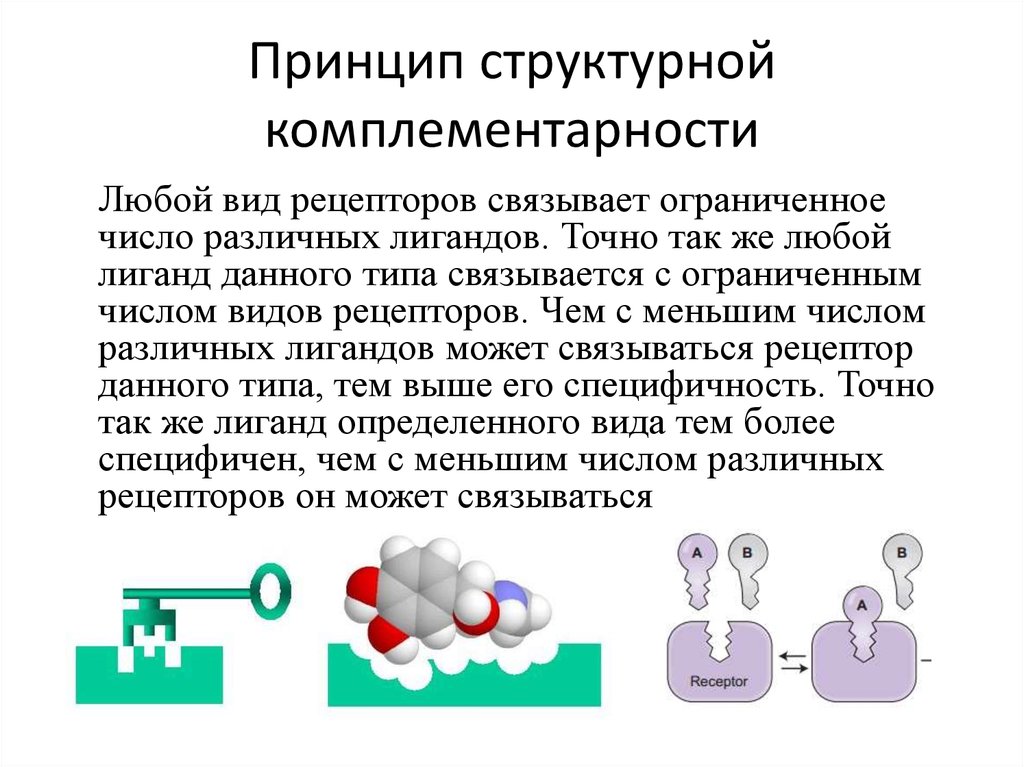 Биохимические принципы. Принцип комплементарности. Связывание лиганда с рецептором. Как работает принцип комплементарности. Принцип комплементарности или принцип.