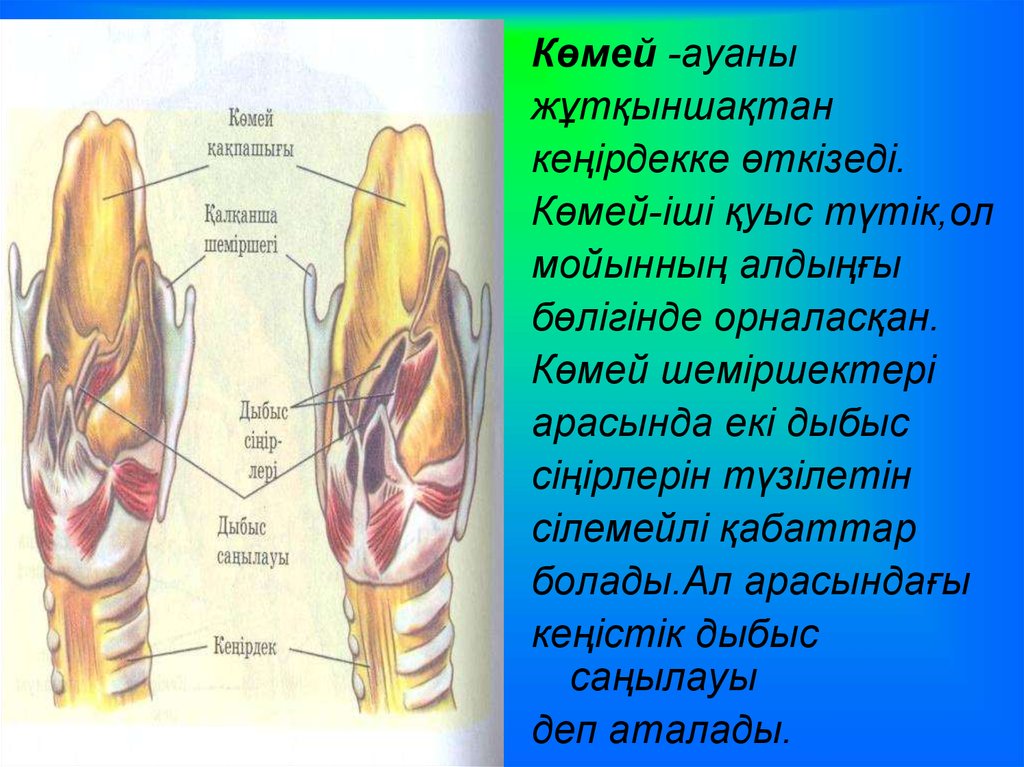 Тыныс йоко