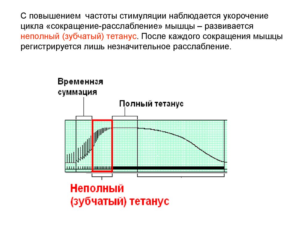 Частота повышающая. Частота стимуляции мышц. Тетанус физиология частоты стимуляции мышцы. Укорочение цикла. Циклы мышечной релаксации.