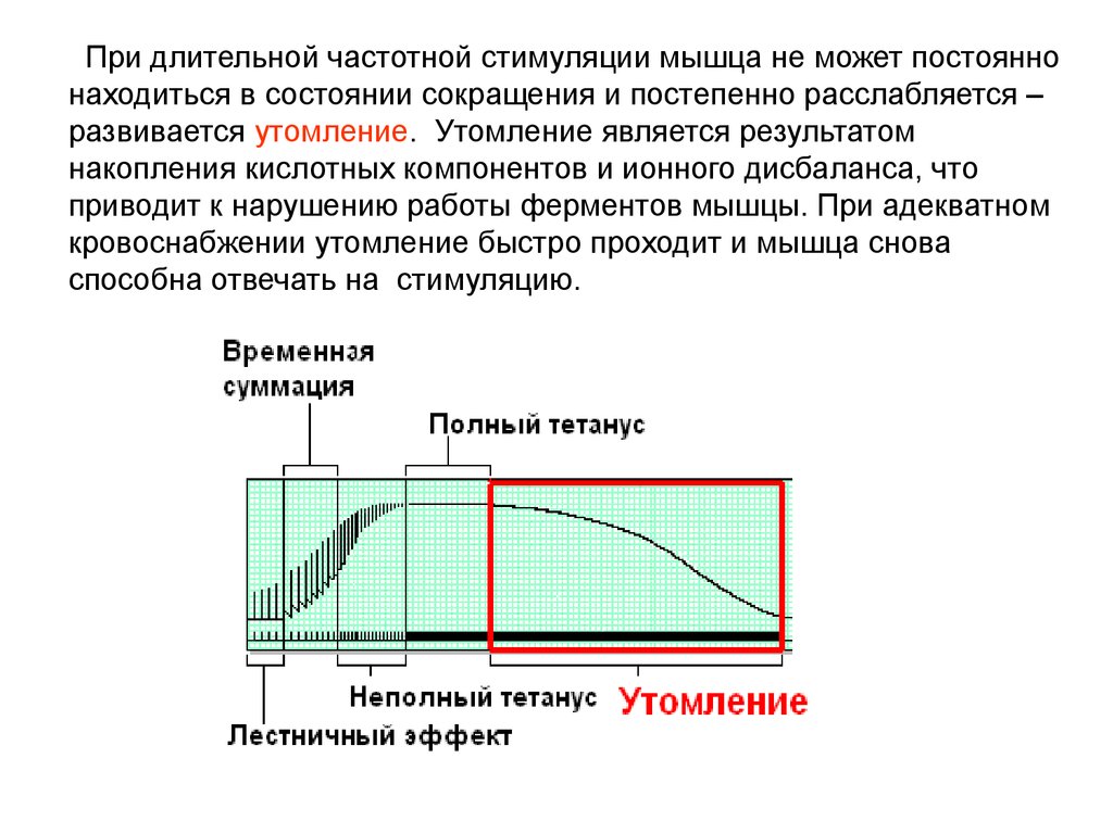 Постоянно находится в состоянии. Утомление изолированной мышцы график. Причины утомления мышц. Утомление мышц физиология. Причины утомления мышц физиология.