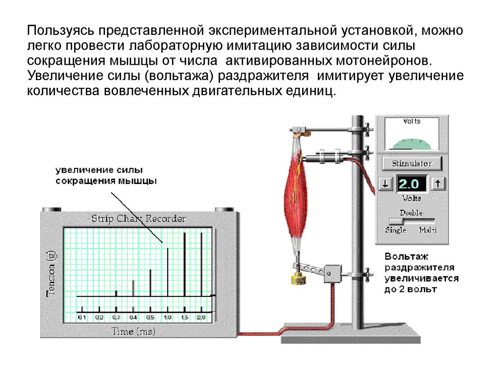 Установкой можно в. Датчик для измерения мышечного сокращения. Технические приборы измеряющие сокращение мышц. Установка для графической регистрации мышечных сокращений. Увеличение силы сокращения мышцы зависит.