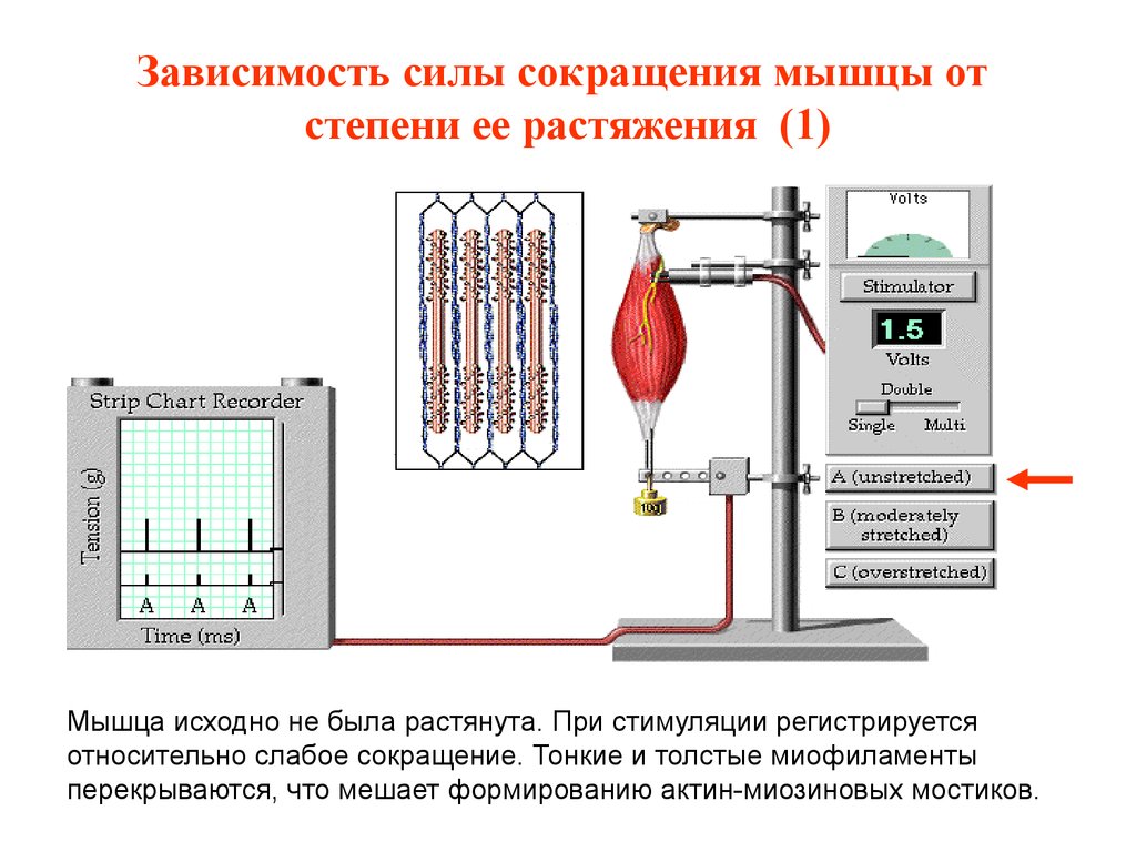 Сила сокращений. Сила сокращения мышц. Сокращение мышц физиология. Сила мышечного сокращения зависит. Сила сокращения мышцы зависит.