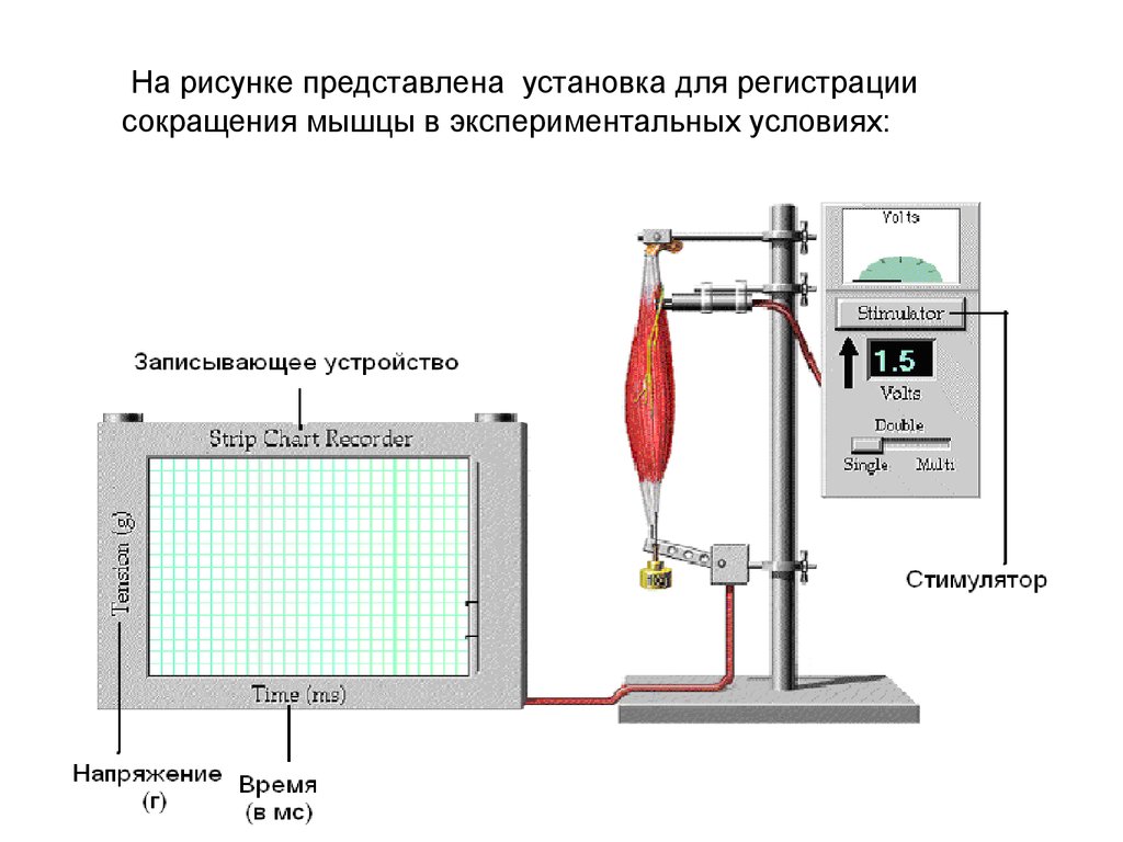 Установка представляет собой. Установка для регистрации мышечных сокращений. Схема установки для регистрации сокращения мышц. Схема установки для регистрации мышечного сокращения. Датчик сокращения мышц.