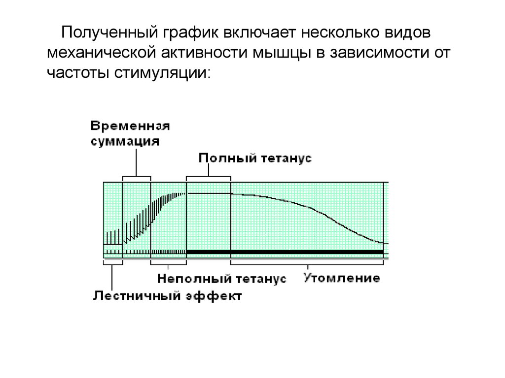 Частота сокращения мышц человека. Частота сокращения мышц. Виды мышечных сокращений в зависимости от частоты стимуляции. Частота стимуляции мышц. Тетанус физиология частоты стимуляции мышцы.