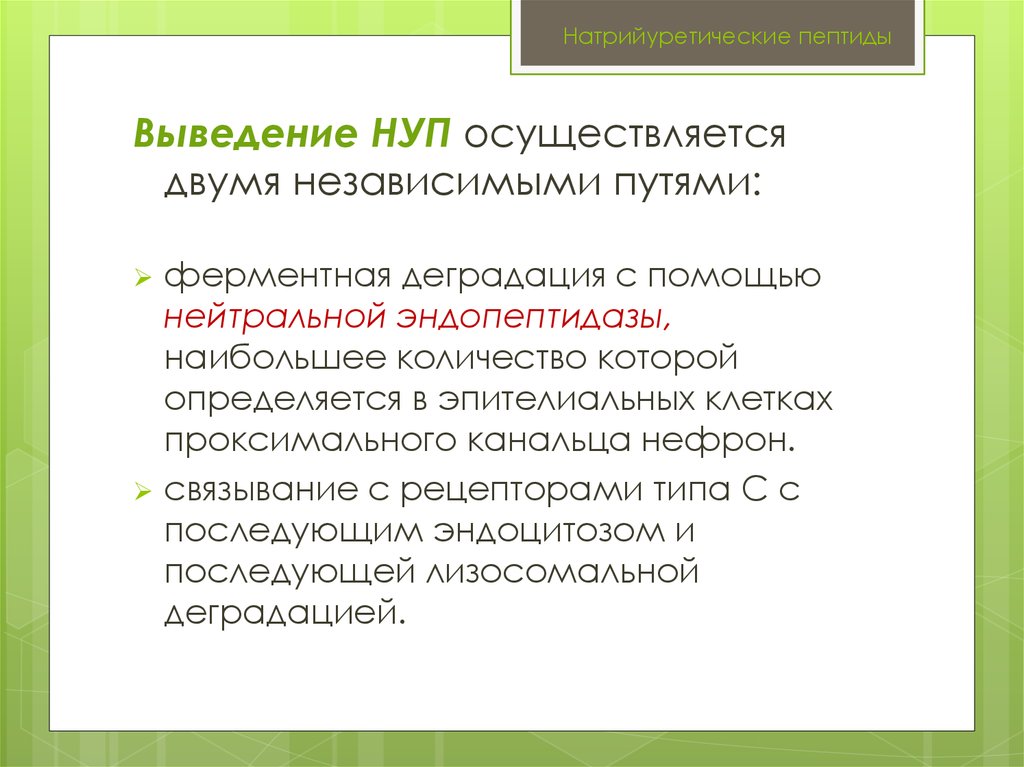 Натрийуретический пептид мозга. Натрийуретические пептиды. Натрийуретический пептид повышает. Нуп натрийуретический пептид. Натрийуретический пептид повышение причины.