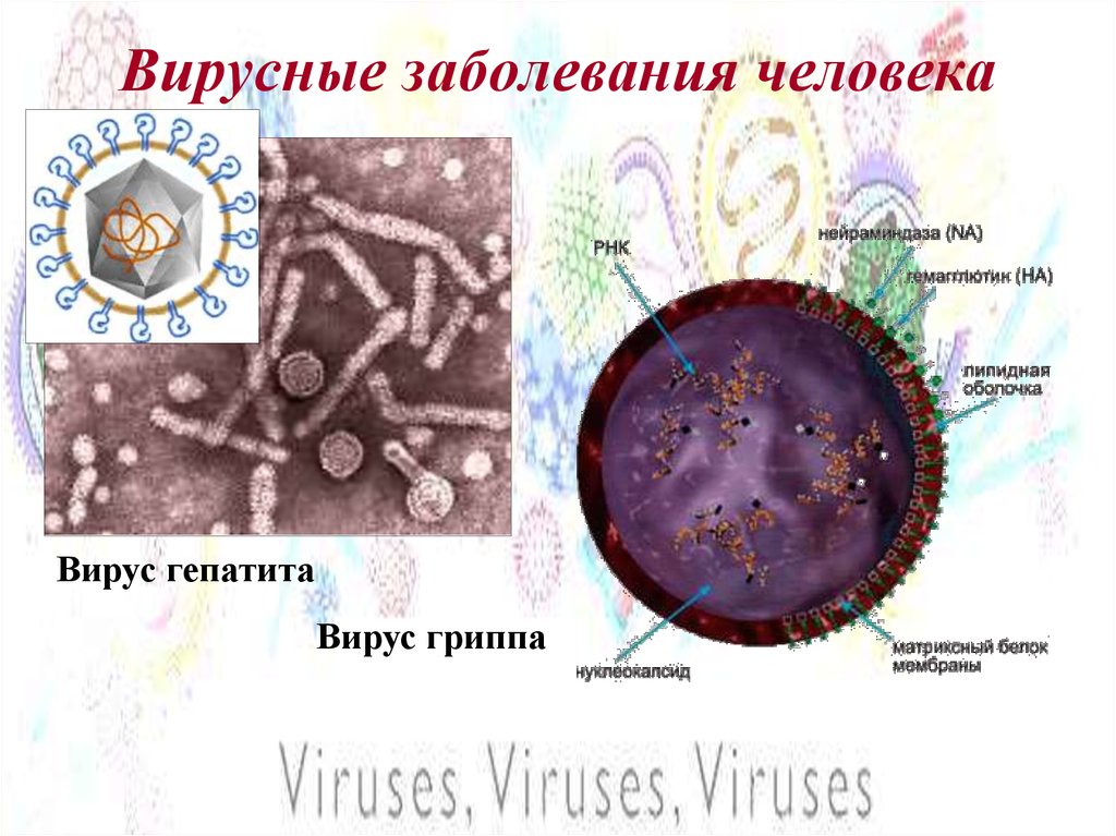 Вирусные заболевания человека