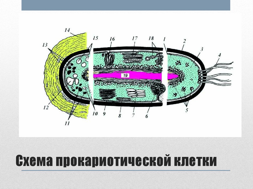 Схема прокариотической клетки