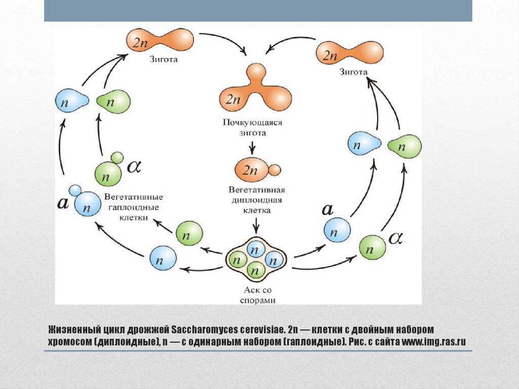 Спора набор хромосом. Жизненный цикл дрожжей Saccharomyces cerevisiae. Жизненный цикл Saccharomyces cerevisiae. Дрожжи грибы жизненный цикл. Циклы развития дрожжей схема.