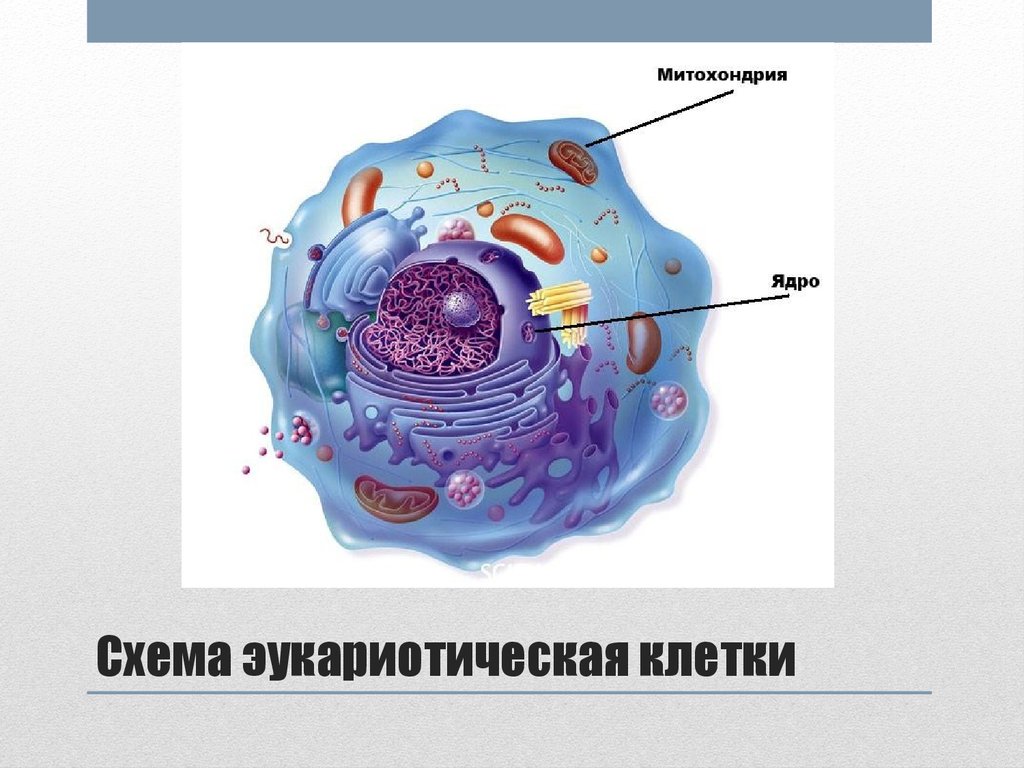 Организации эукариотической клетки. Строение эукариотической клетки. Эукариотические клетки строение. Клеточная структура эукариотической клетки. Схематическое строение эукариотической клетки.