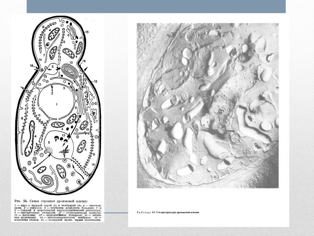 Строение дрожжевой клетки рисунок с подписями