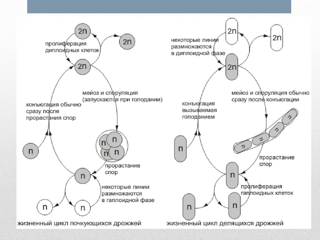 Размножение клетки жизненный цикл. Жизненный цикл Saccharomyces cerevisiae. Диплоидная стадия жизненного цикла схема. Циклы развития дрожжей схема. Цикл развития пекарских дрожжей.