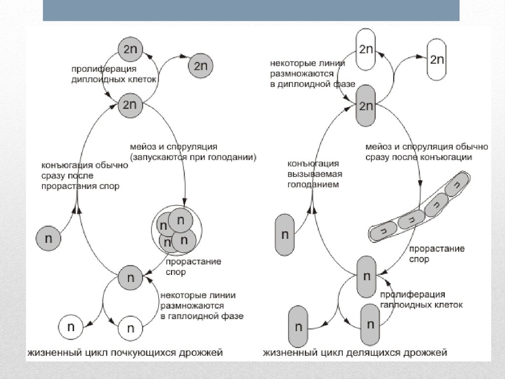 Гаплоидные и диплоидные клетки. Циклы развития дрожжей схема. Жизненный цикл Saccharomyces cerevisiae. Цикл развития дрожжей. Цикл размножения дрожжей.