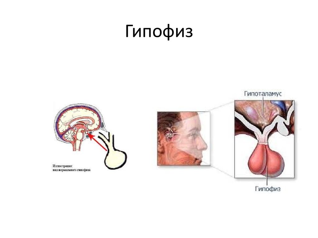 Гипофиз эпифиз гипоталамус картинки