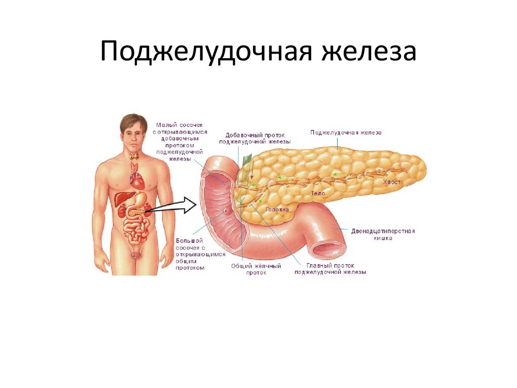 Анатомия человека фото поджелудочная железа