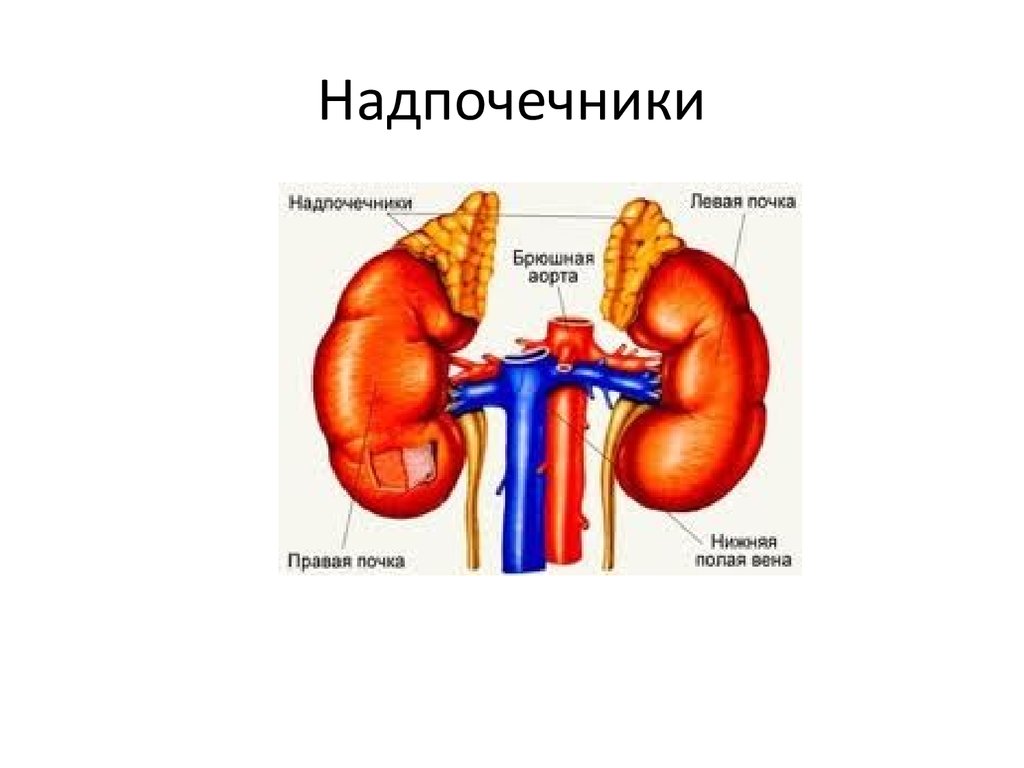 Эндокринная система картинки красивые