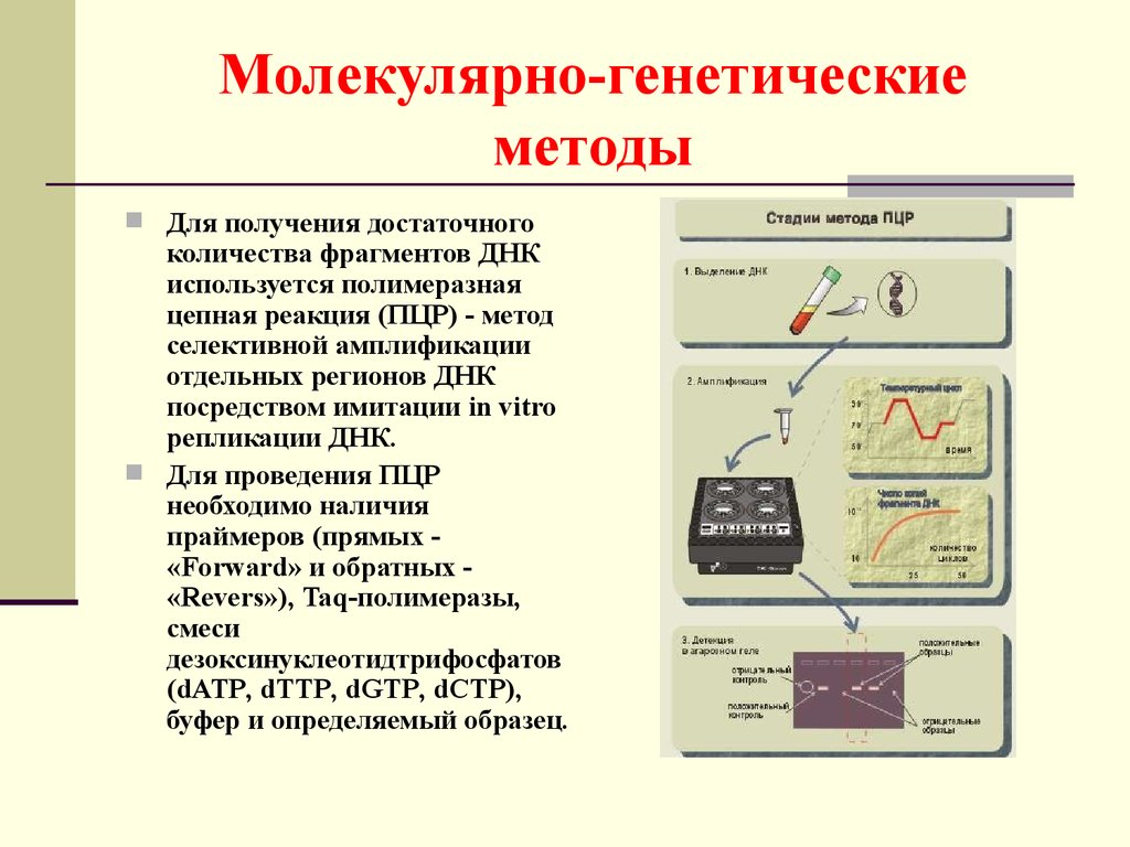 Молекулярно генетический метод картинки