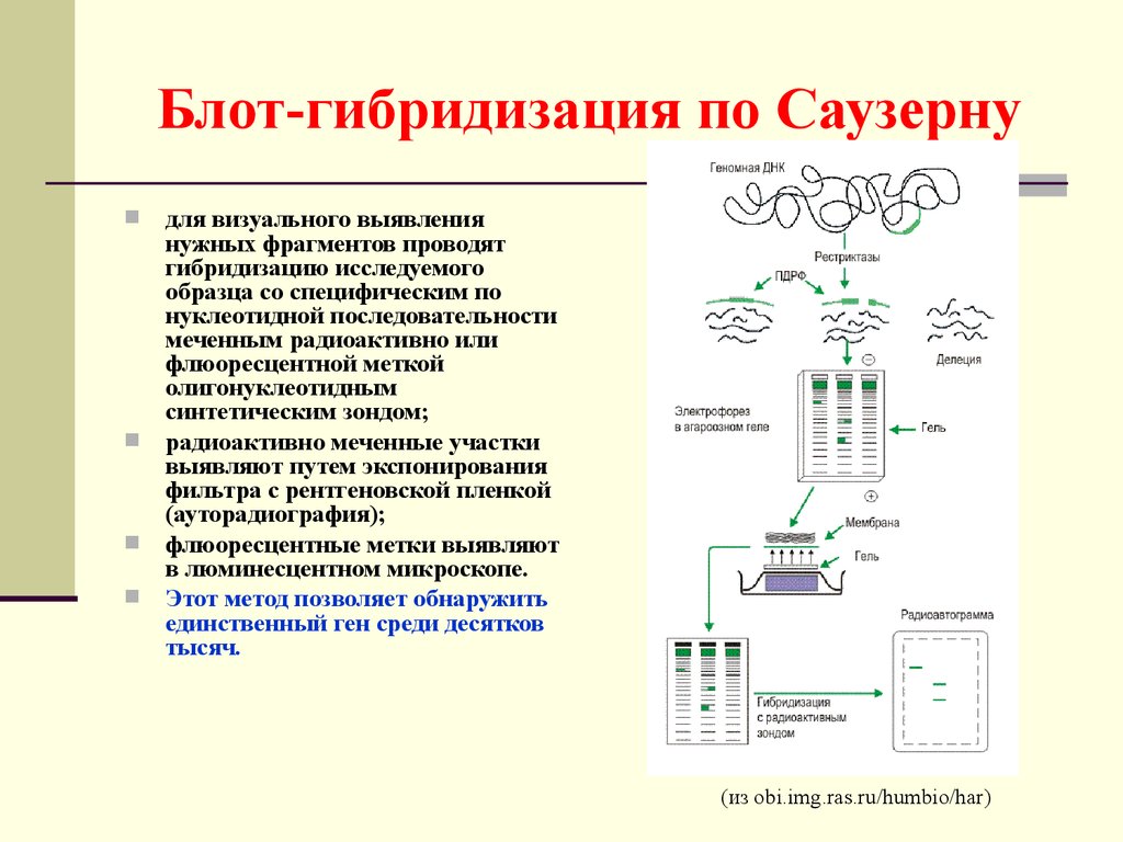 Гибридизация этапы