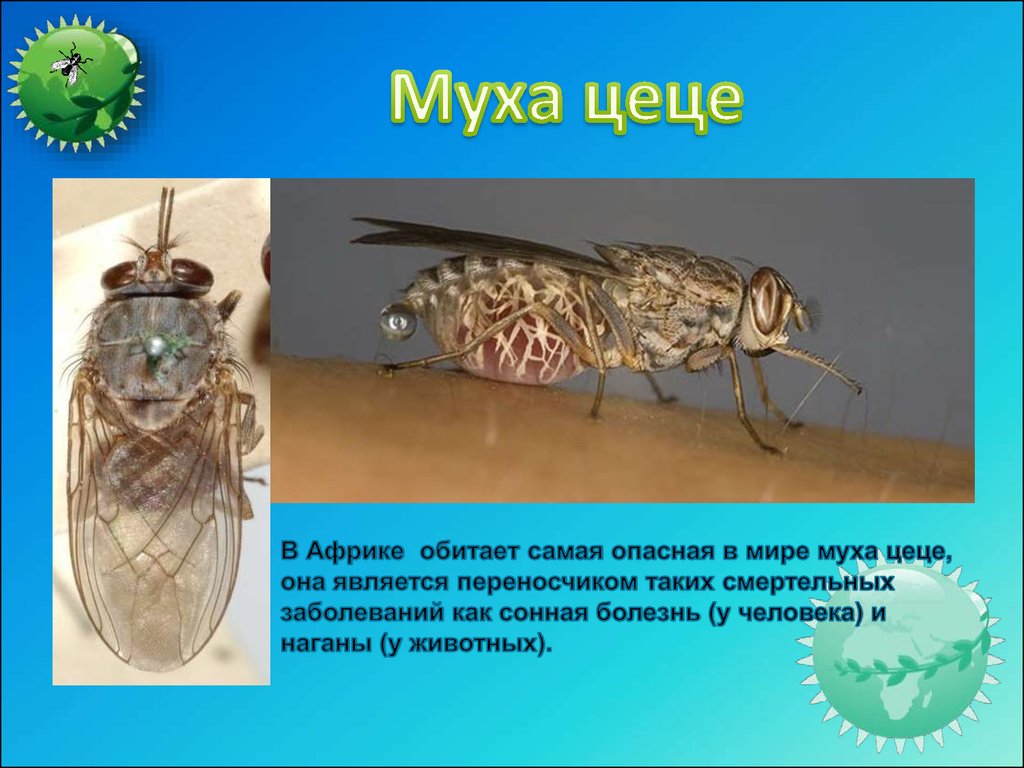 Почему появилась муха. Муха ЦЕЦЕ В Африке. Опасные насекомые Муха ЦЕЦЕ. Ядовитая Муха ЦЕЦЕ.