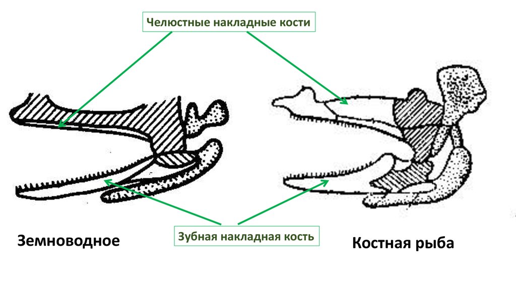 Появление челюстей у позвоночных. Эволюция жаберных дуг позвоночных. Эволюция челюстей у позвоночных. Эволюционные преобразования артериальных жаберных дуг позвоночных. Эволюция жаберных дуг у позвоночных животных.
