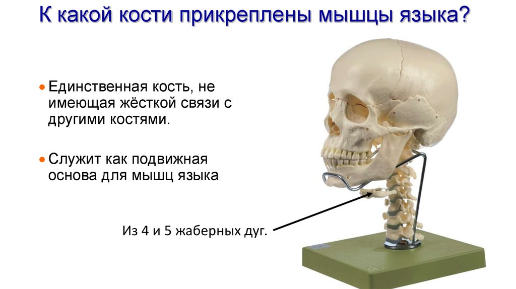 Самые крепкие кости