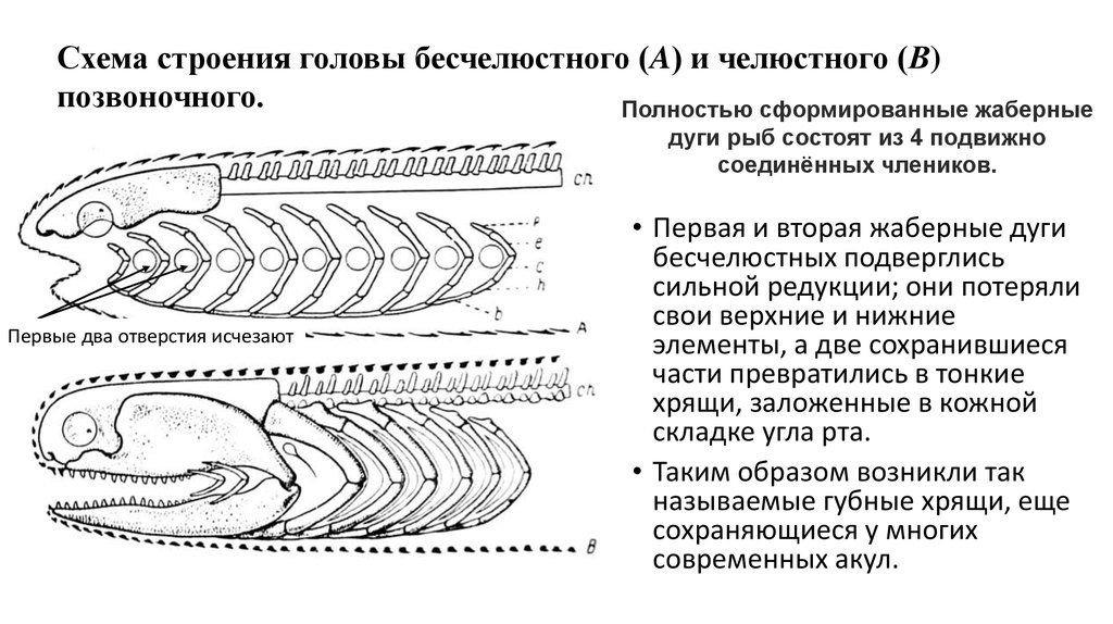 Появление челюстей у позвоночных. Жаберные дуги круглоротых. Строение жаберной дуги у рыб. Висцеральные дуги рыб. Эволюция висцерального черепа позвоночных.