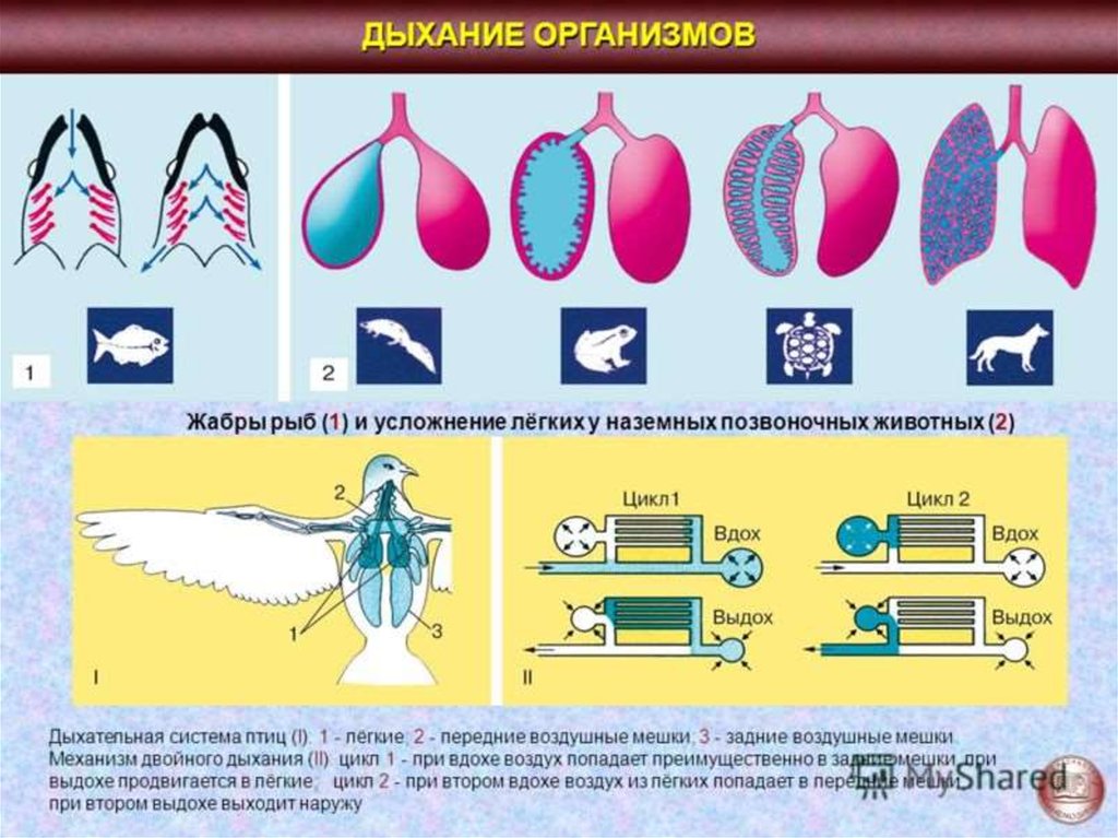 Классы животных дыхательной системы. Схема эволюции дыхательной системы. Сравнительная анатомия позвоночных животных система органов дыхания. Схема развития дыхательной системы позвоночных. Органы дыхания у позвоночных и беспозвоночных.