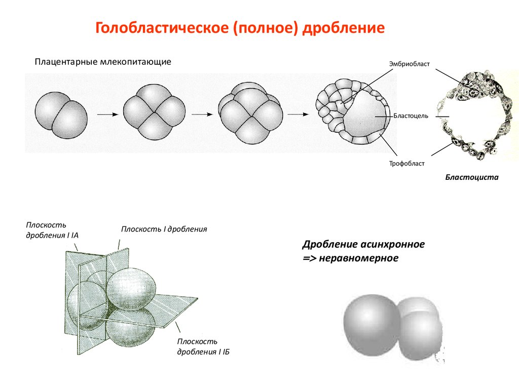 Тема дробление. Полное неравномерное асинхронное дробление характерно для. Дробление типы дробления. Равномерное асинхронное дробление. Тип дробления у плацентарных млекопитающих.