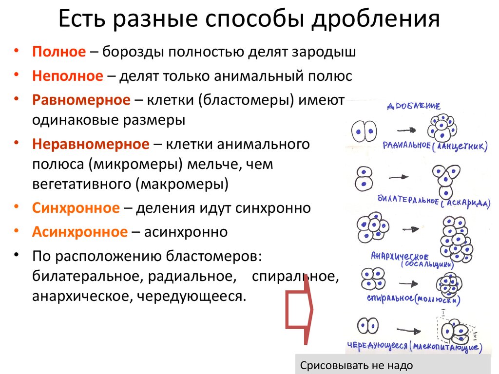 Полное деление. Типы дробления зиготы. Способы дробления и типы бластул. Схема классификации основных типов дробления. Полное неравномерное асинхронное дробление.