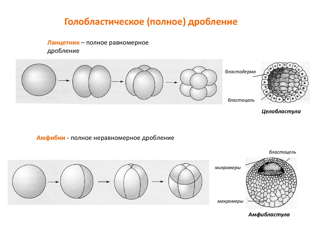 Дробление. Полное равномерное дробление зиготы. Равномерное и неравномерное дробление зиготы. Полное равномерное дробление (у ланцетника). Голобластическое дробление зиготы.